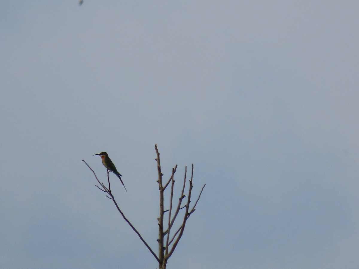 Blue-tailed Bee-eater - Thomas Brooks