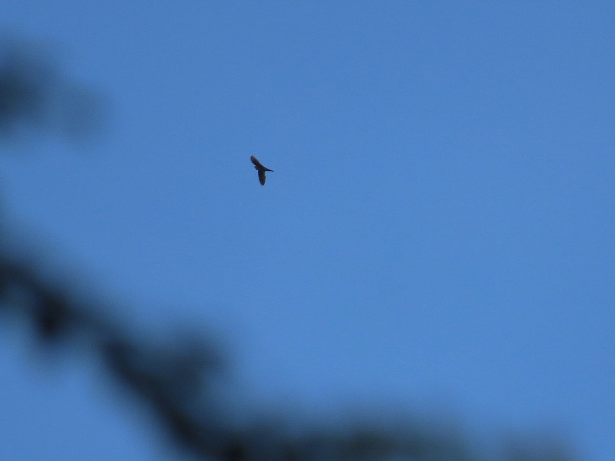 Germain's Swiftlet - ML497462411