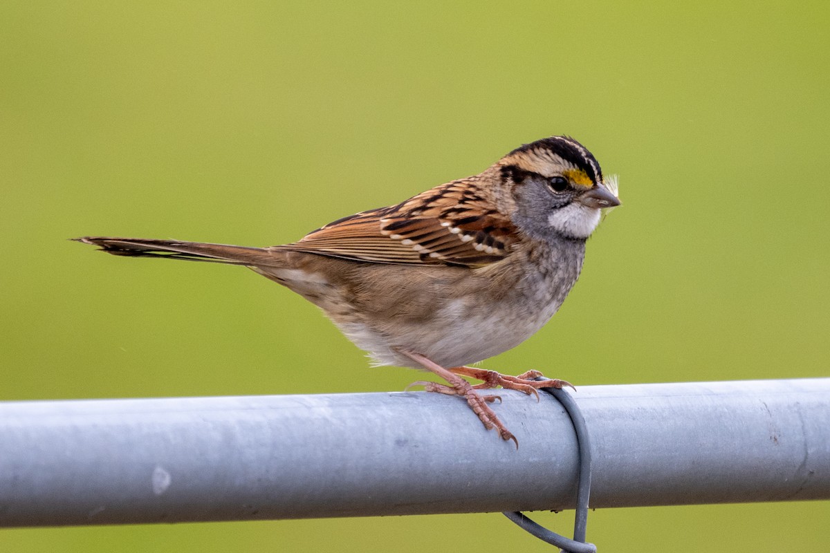 White-throated Sparrow - ML497463111