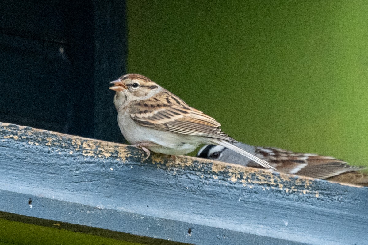 Chipping Sparrow - ML497463251