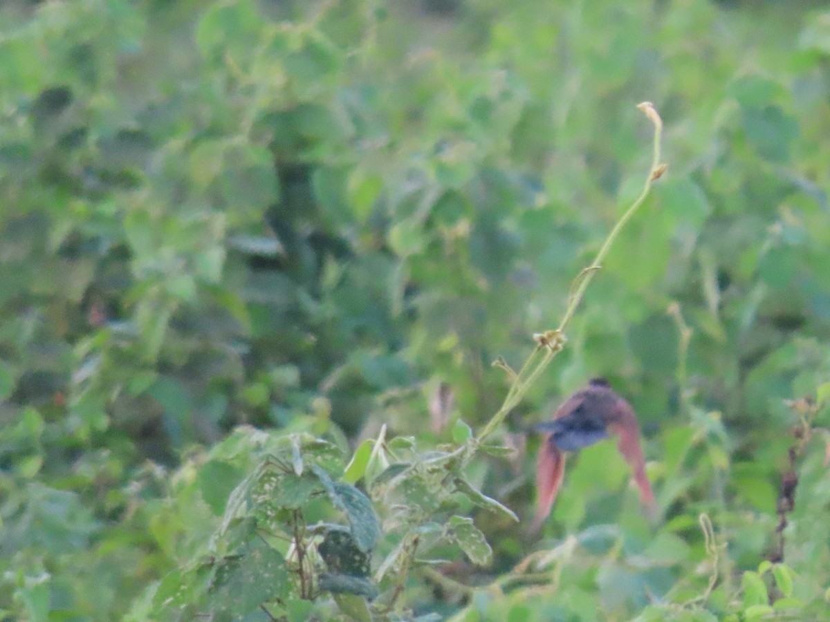 Lesser Coucal - ML497464061