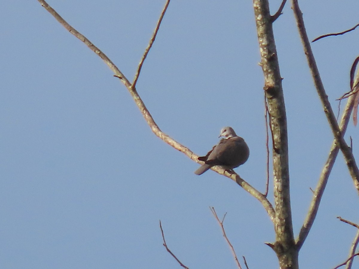 Red Collared-Dove - Thomas Brooks