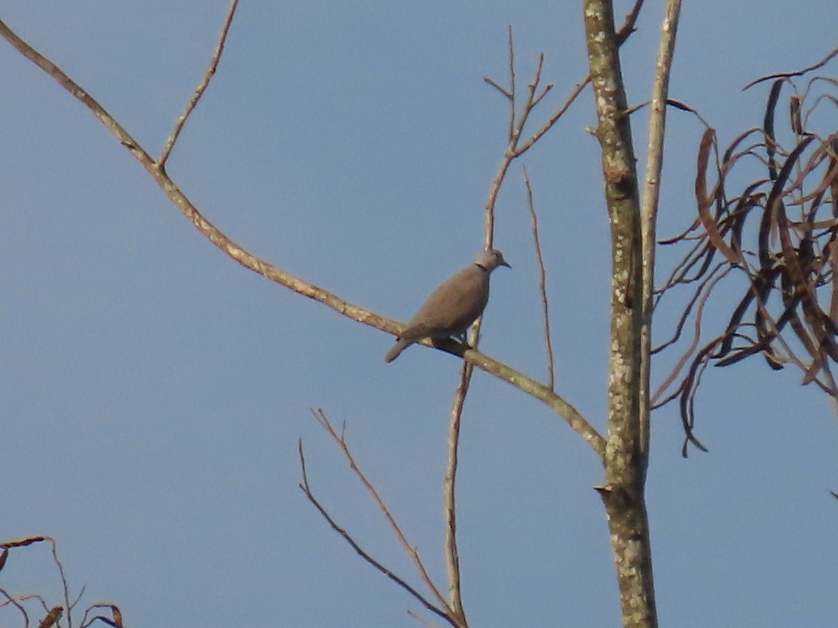 Red Collared-Dove - Thomas Brooks