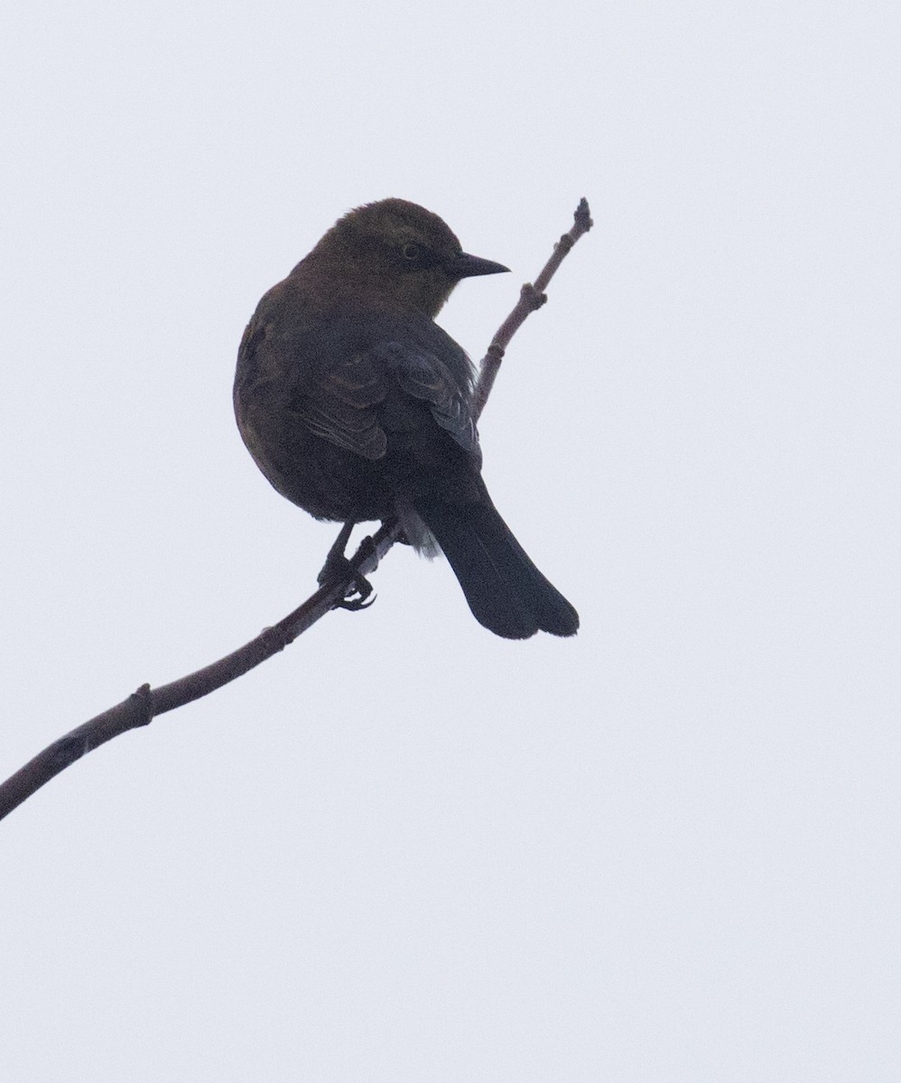 Rusty Blackbird - Mark R Johnson