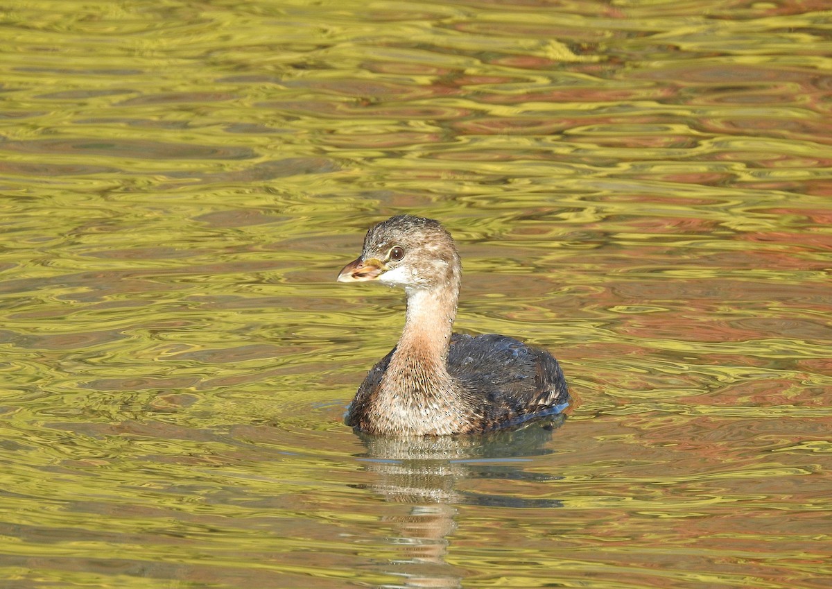 Pied-billed Grebe - Curtis Combdon