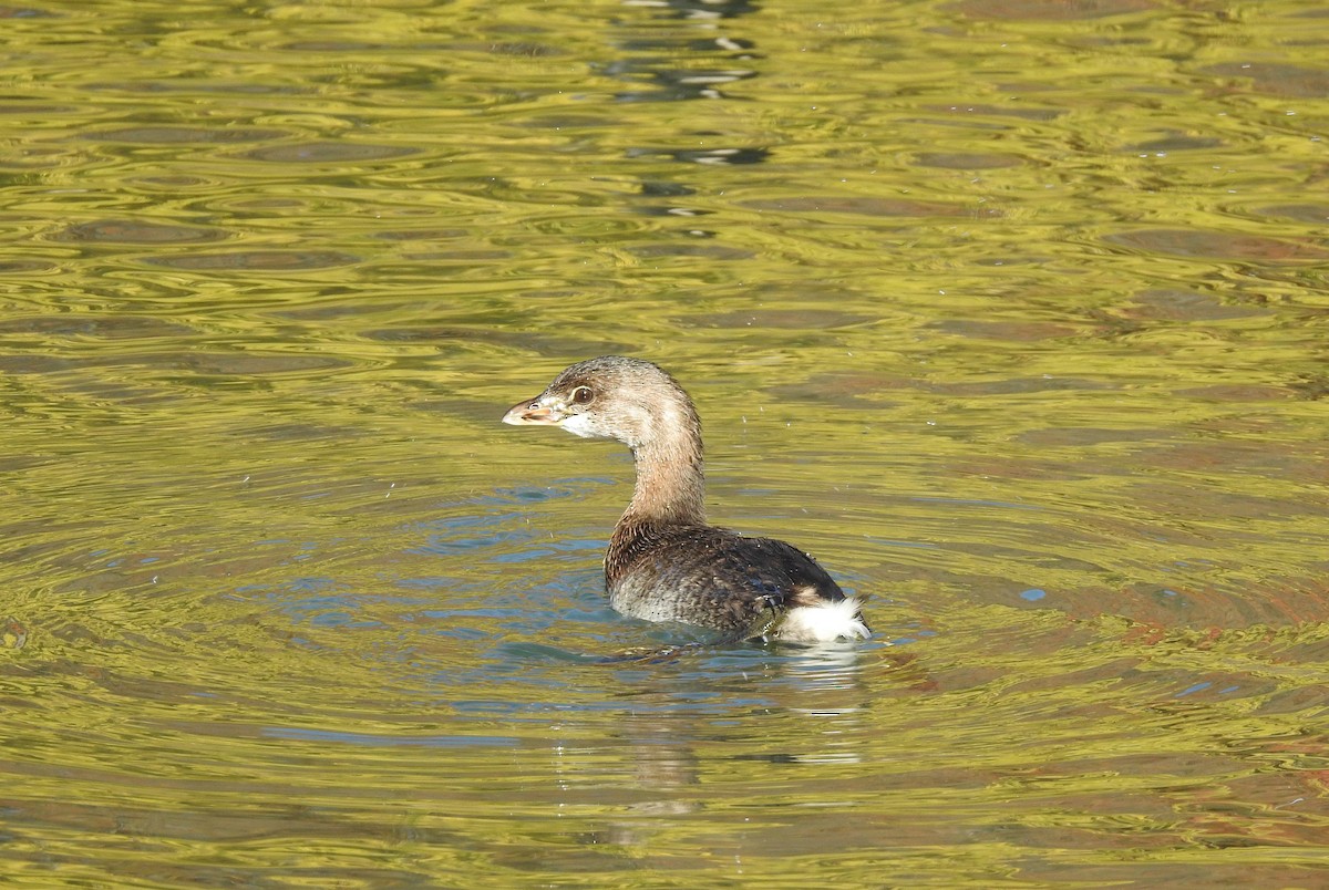 Pied-billed Grebe - ML497465841