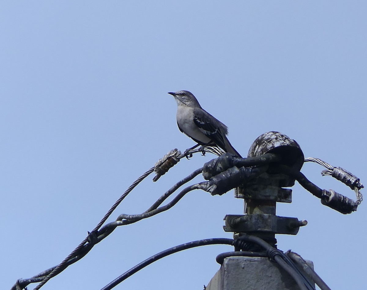 Northern Mockingbird - ML497466061