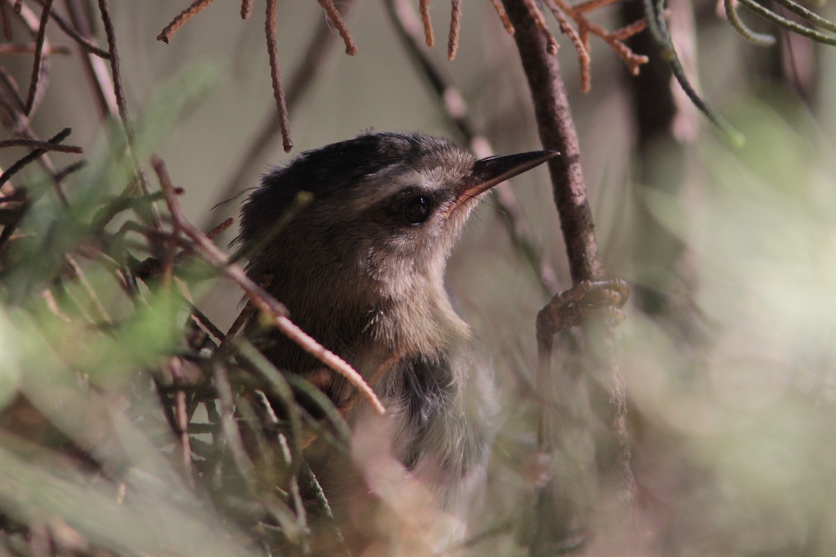 Common Firecrest - ML497466331