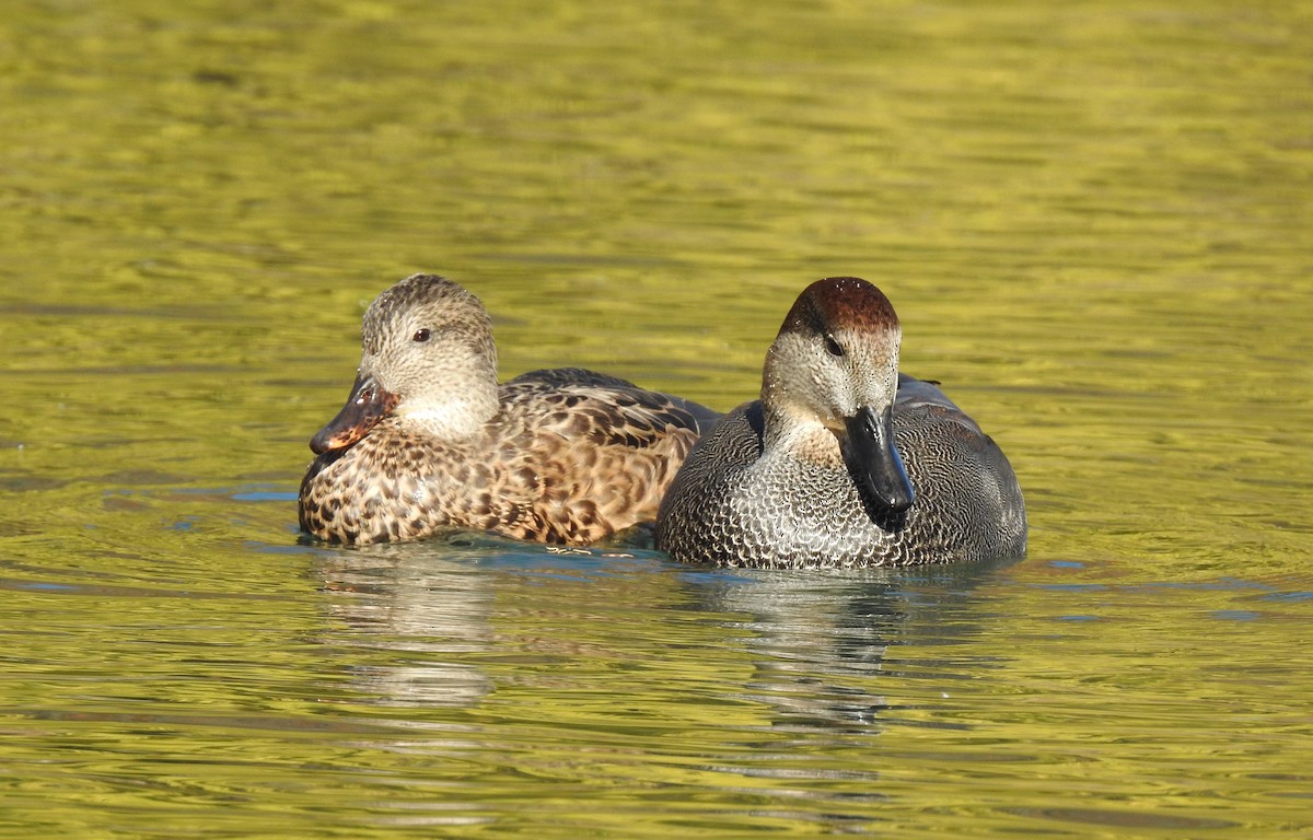 Gadwall - Curtis Combdon