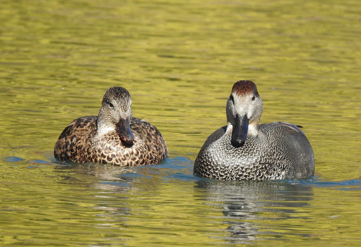 Gadwall - Curtis Combdon