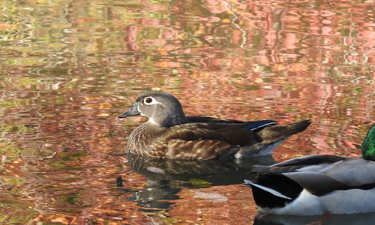 Wood Duck - ML497466861