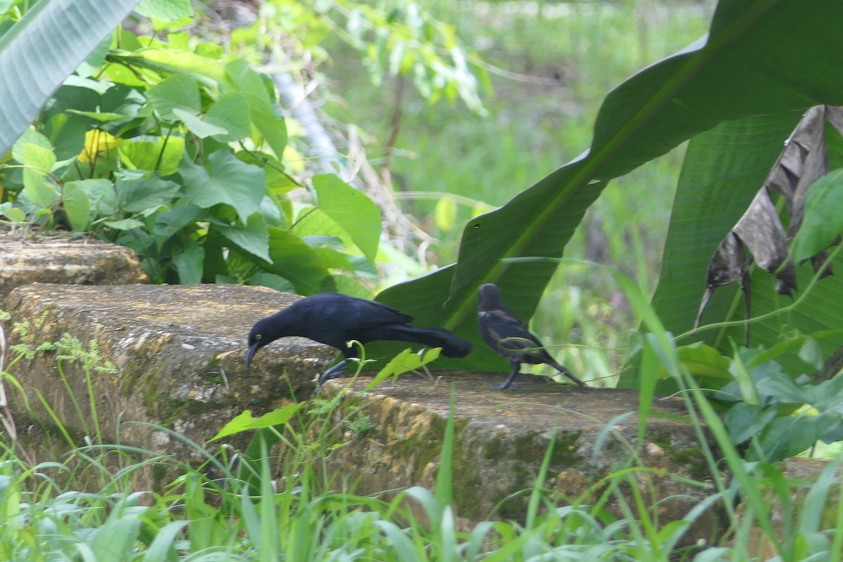 Greater Antillean Grackle - ML497466871
