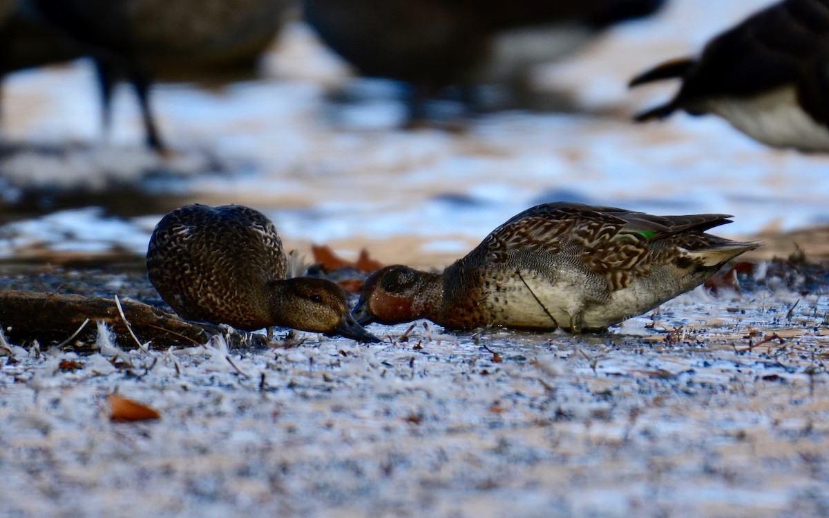 Green-winged Teal - Ulysse Brault-Champion