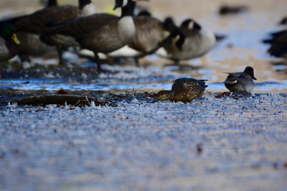 Green-winged Teal - ML497469041