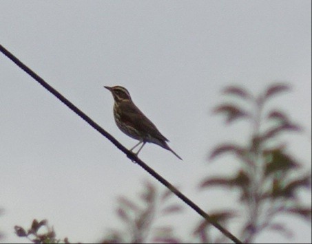 Redwing - ML497471381
