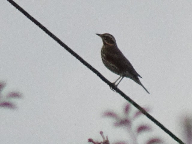 Redwing - ML497471451