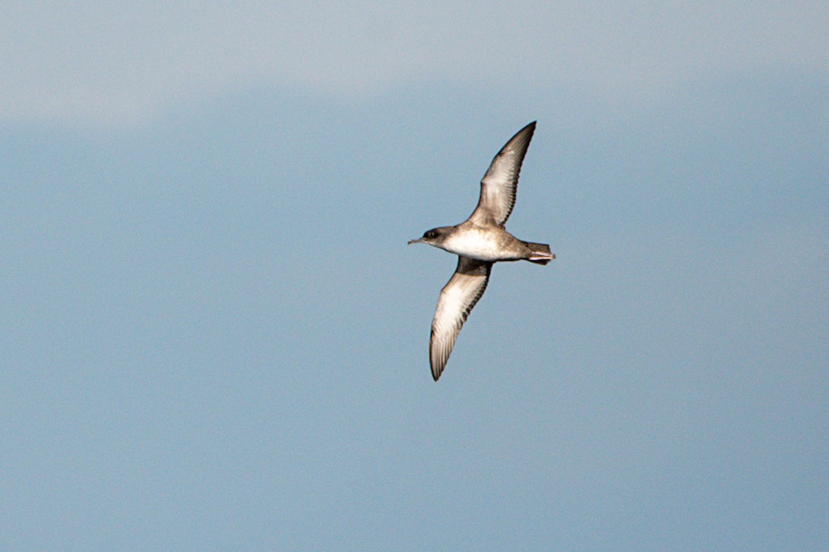 Balearic Shearwater - Jorge Crespo Pérez