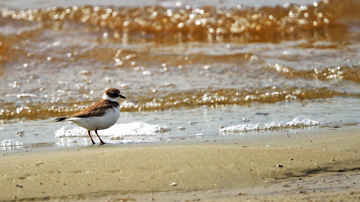 Semipalmated Plover - ML49747591
