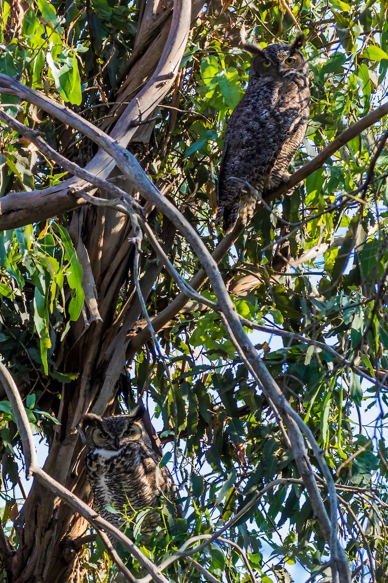 Great Horned Owl - ML49748001