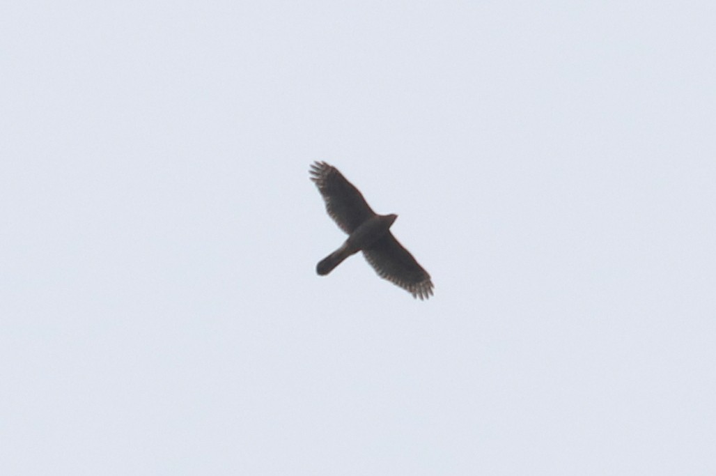 Cooper's Hawk/American Goshawk - ML497481021