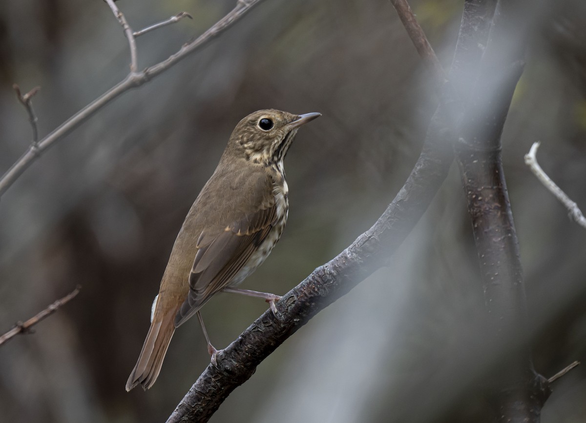 Hermit Thrush - ML497481861