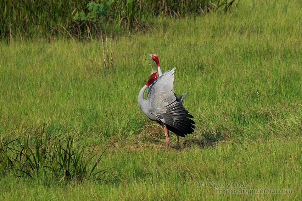 Sarus Crane - ML49748301