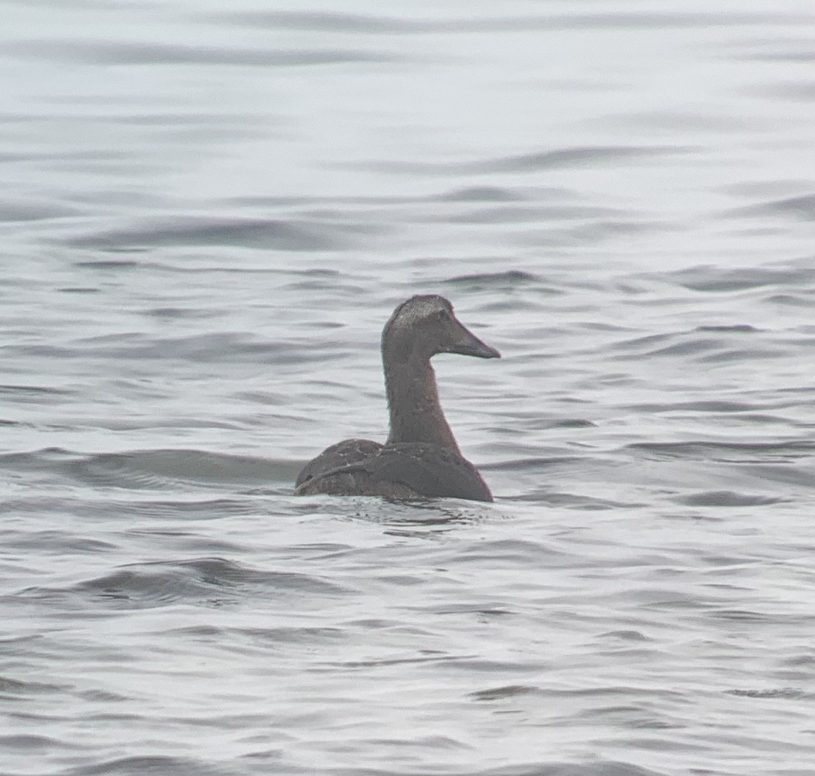 Common Eider - ML497483071