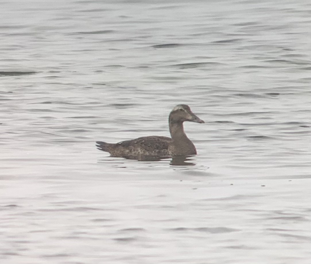 Common Eider - ML497483081