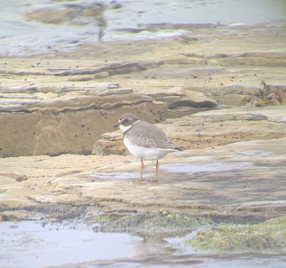 Semipalmated Plover - ML497483171