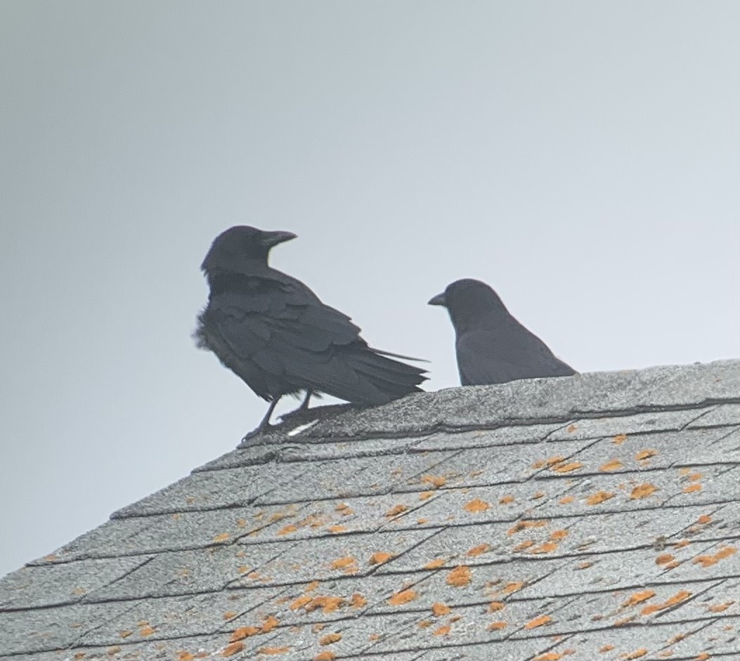 American Crow - ML497483271