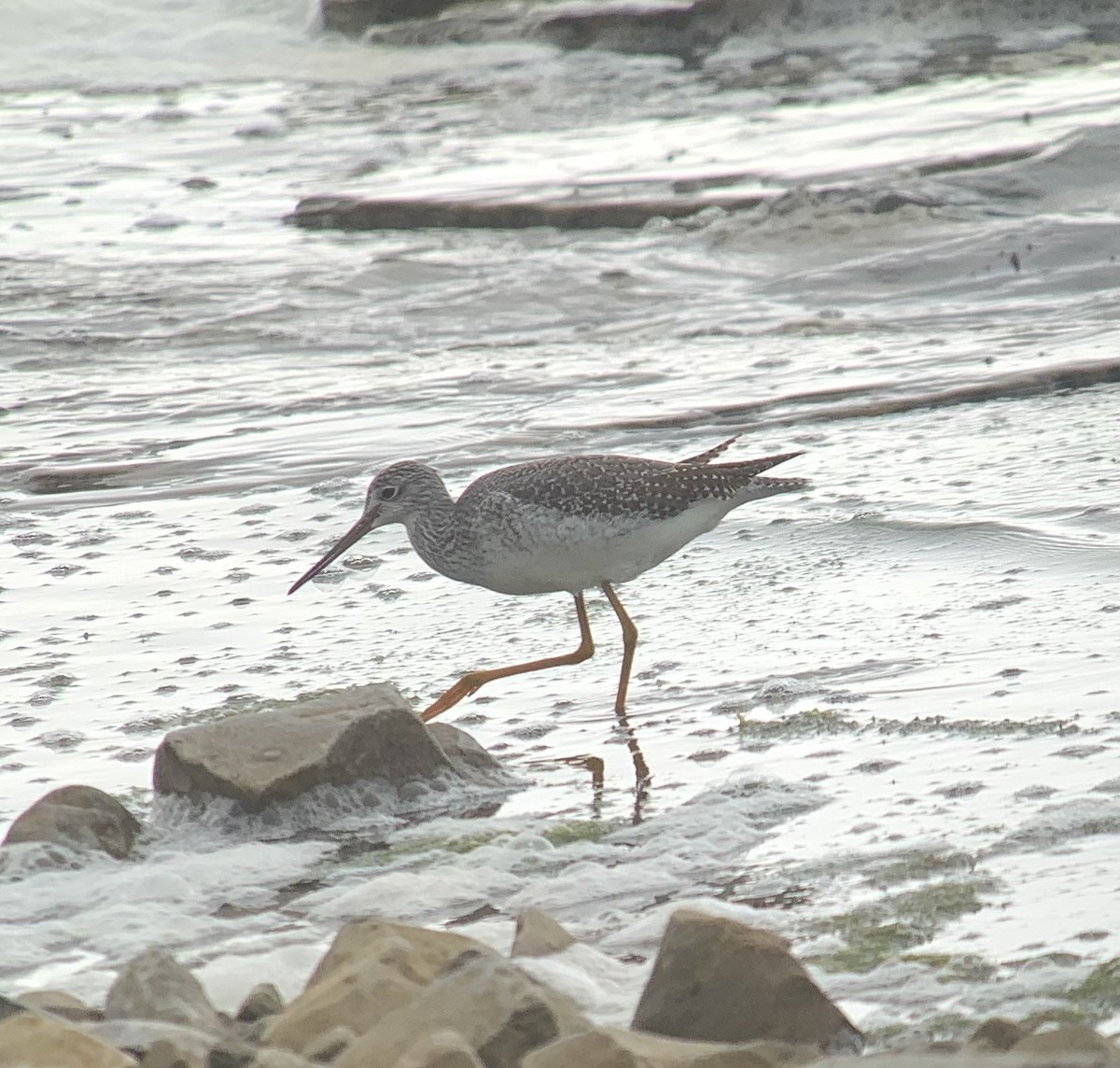 Greater Yellowlegs - ML497484621