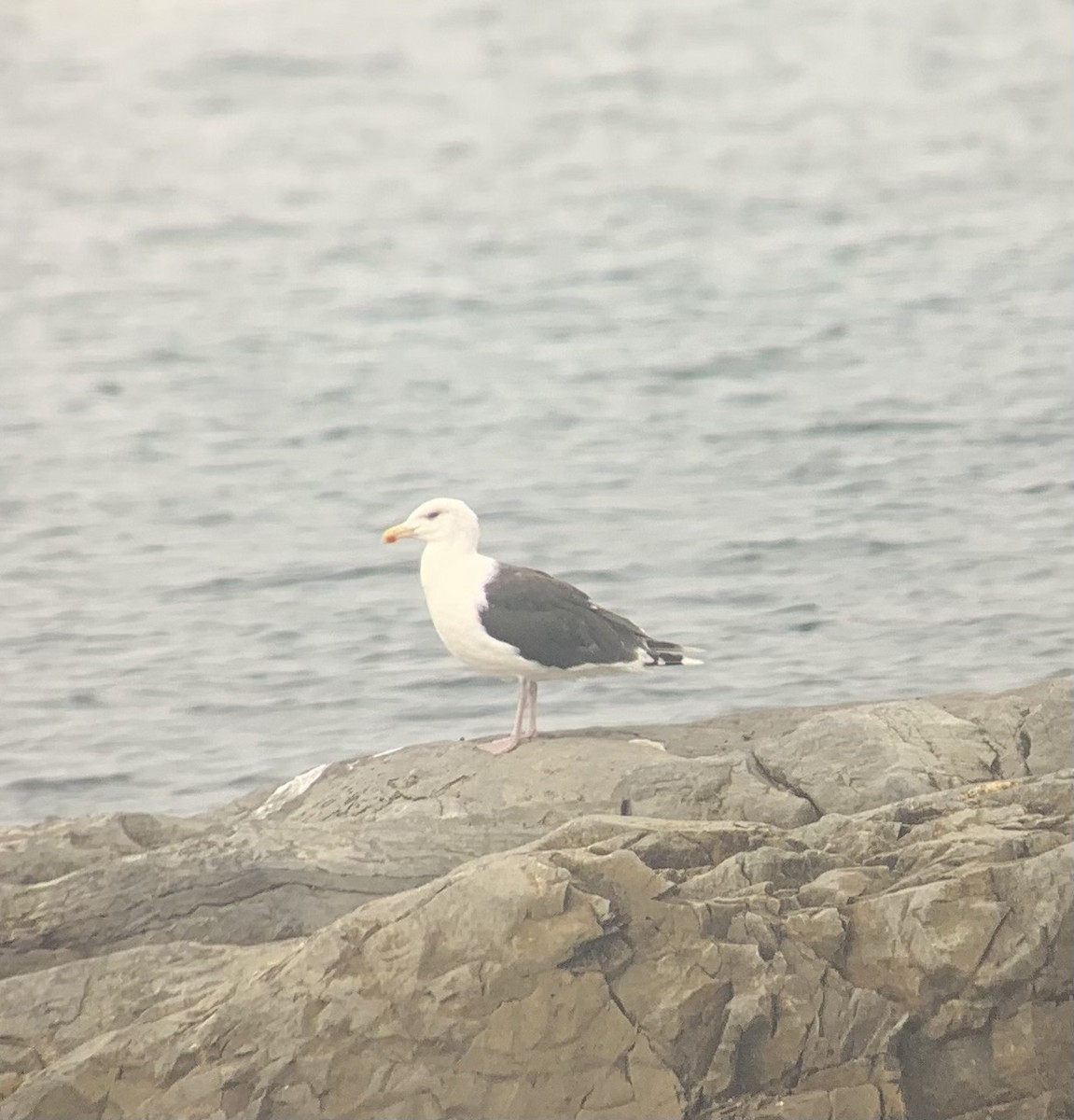 Great Black-backed Gull - ML497484651