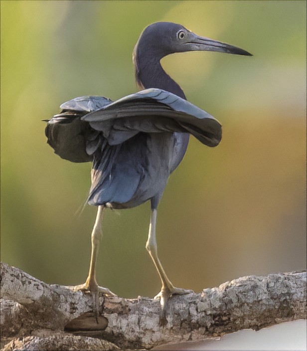 Little Blue Heron - ML497485691