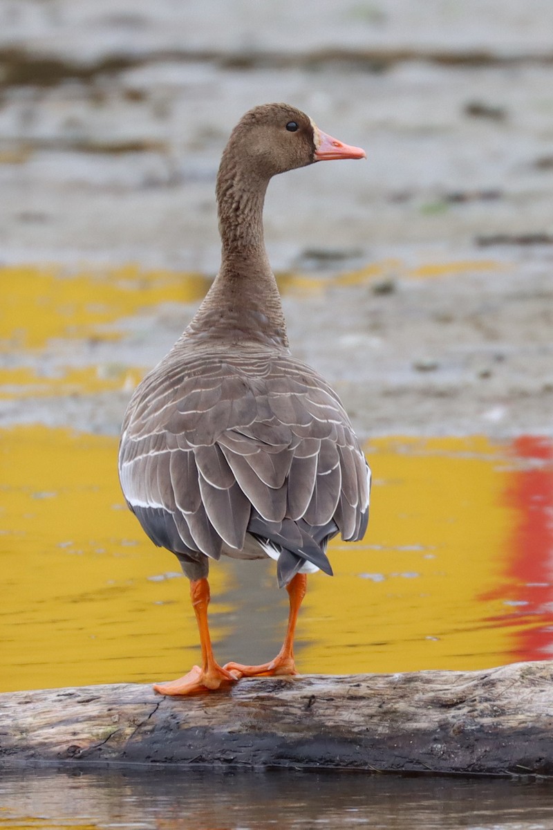 Greater White-fronted Goose - ML497485911