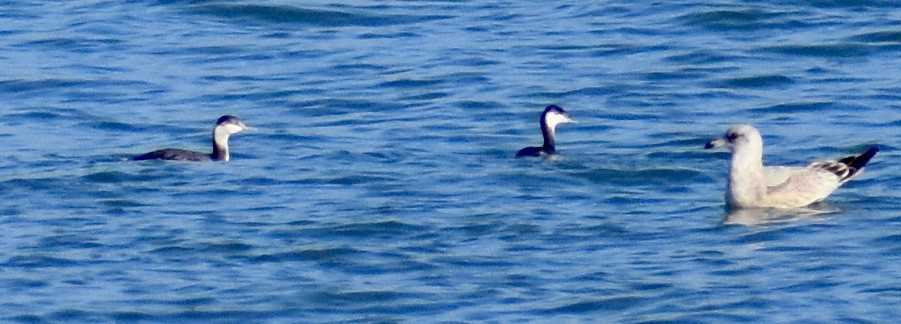 Horned Grebe - ML497486001