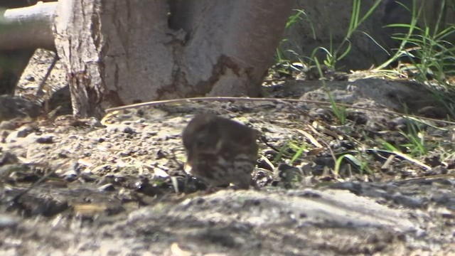 Fox Sparrow (Sooty) - ML497486691