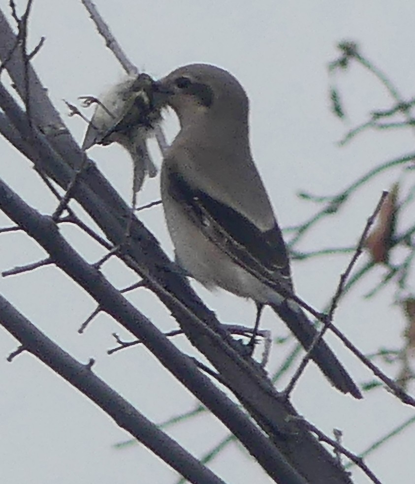 Northern Shrike - ML497488221