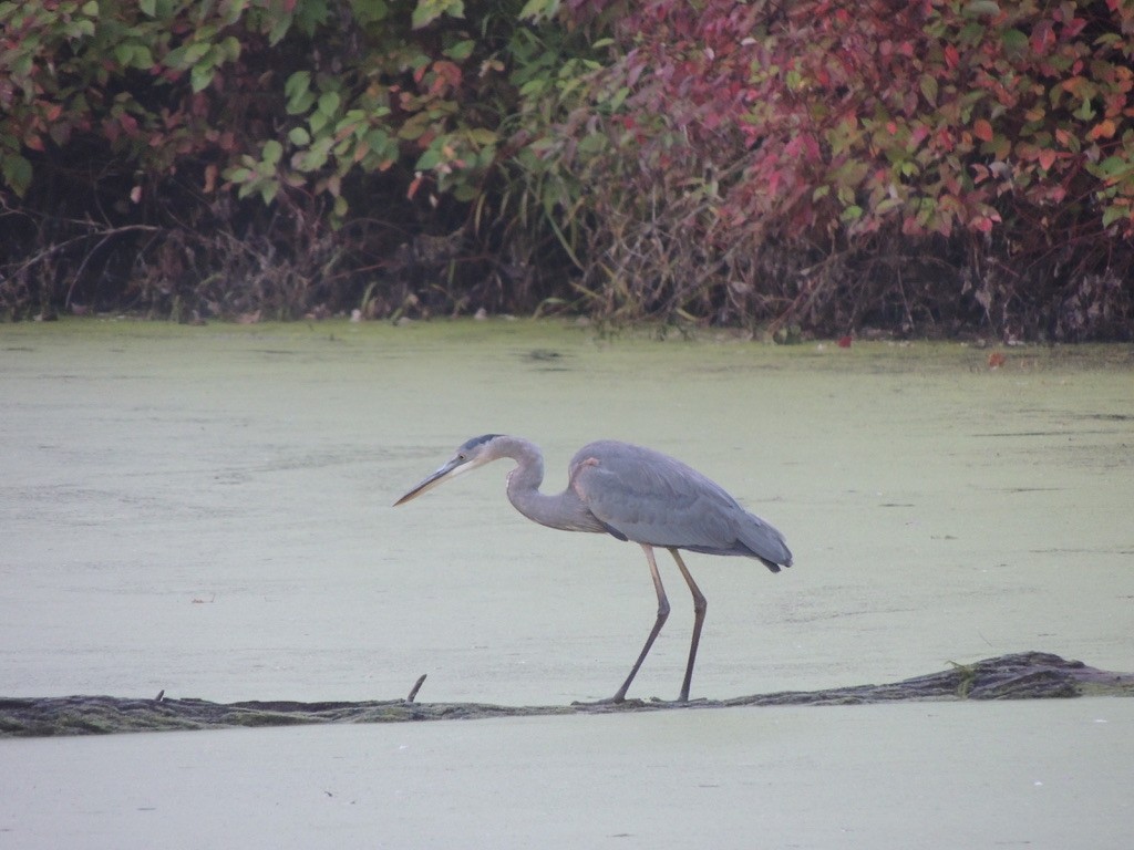 Great Blue Heron - ML497489931