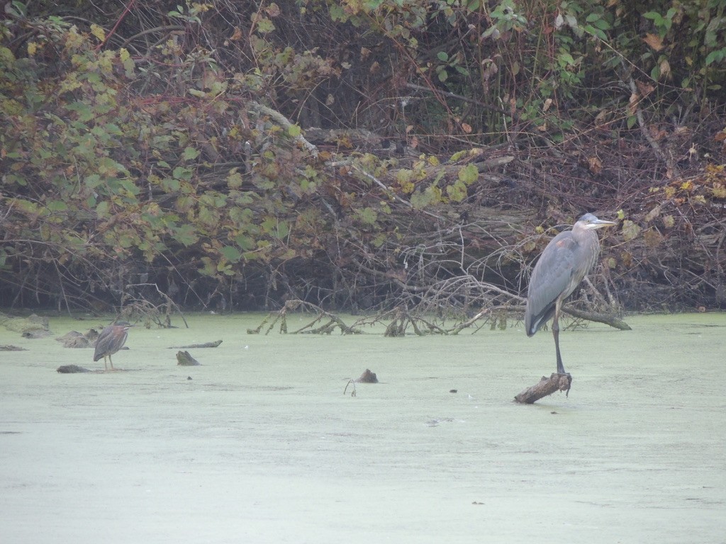 Great Blue Heron - ML497490041