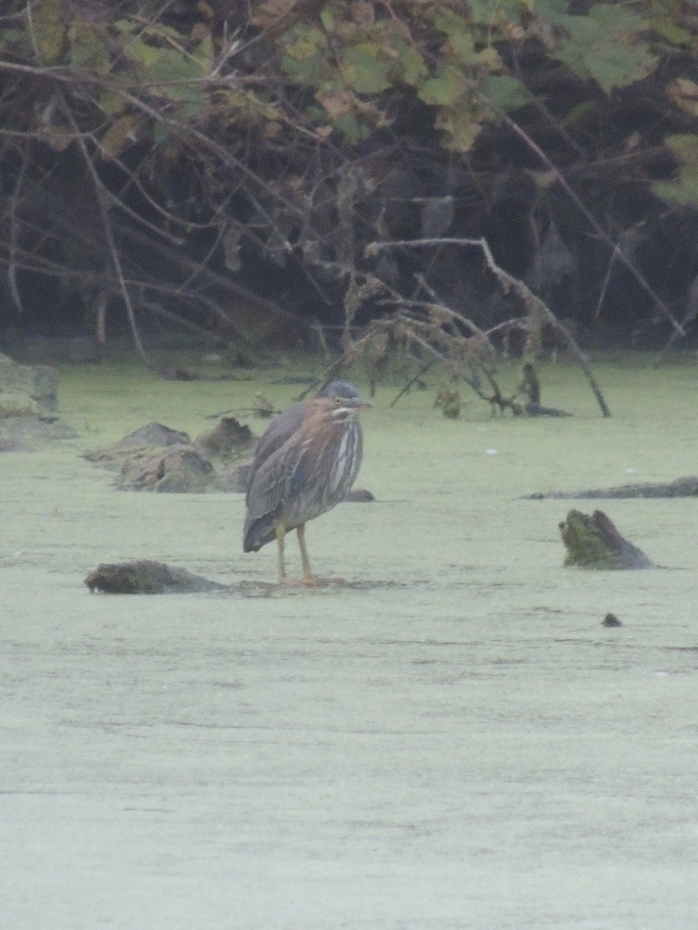 Green Heron - ML497490091