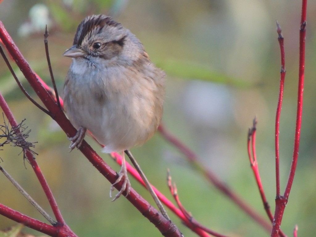 Swamp Sparrow - ML497490961