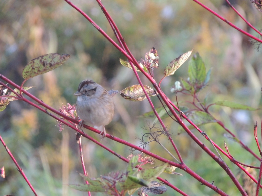 Swamp Sparrow - ML497490971