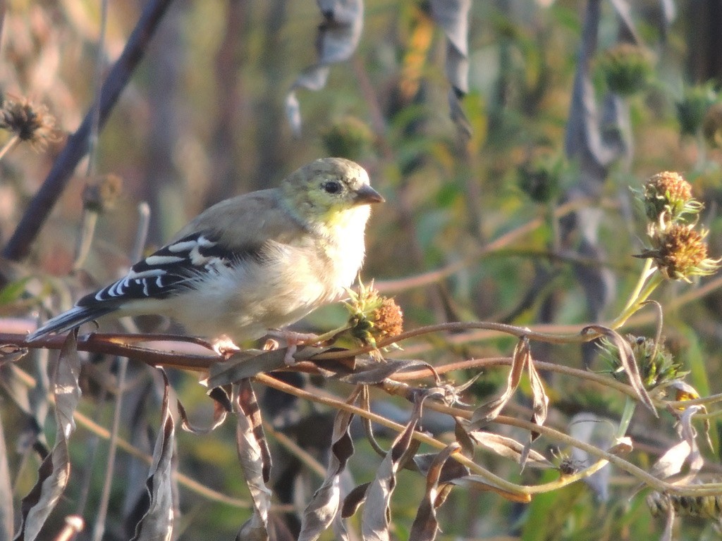 American Goldfinch - ML497492431