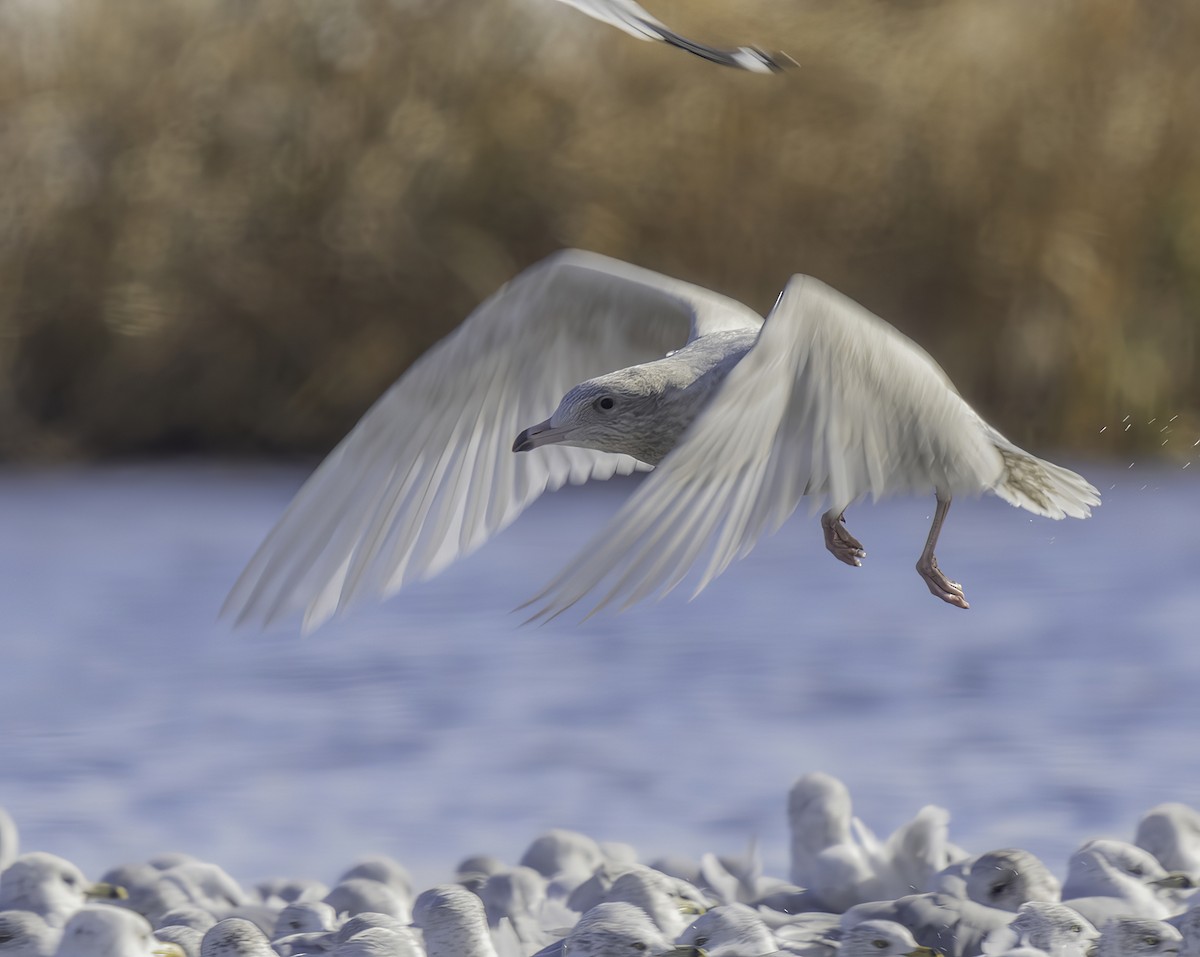 Glaucous Gull - Dave Clark