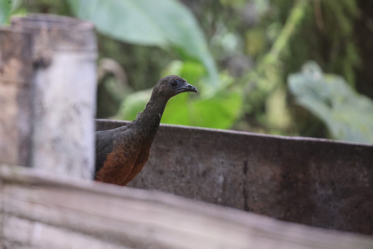 Sickle-winged Guan - ML497493331
