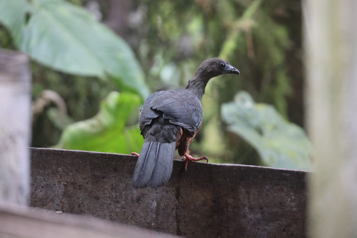 Sickle-winged Guan - ML497493341