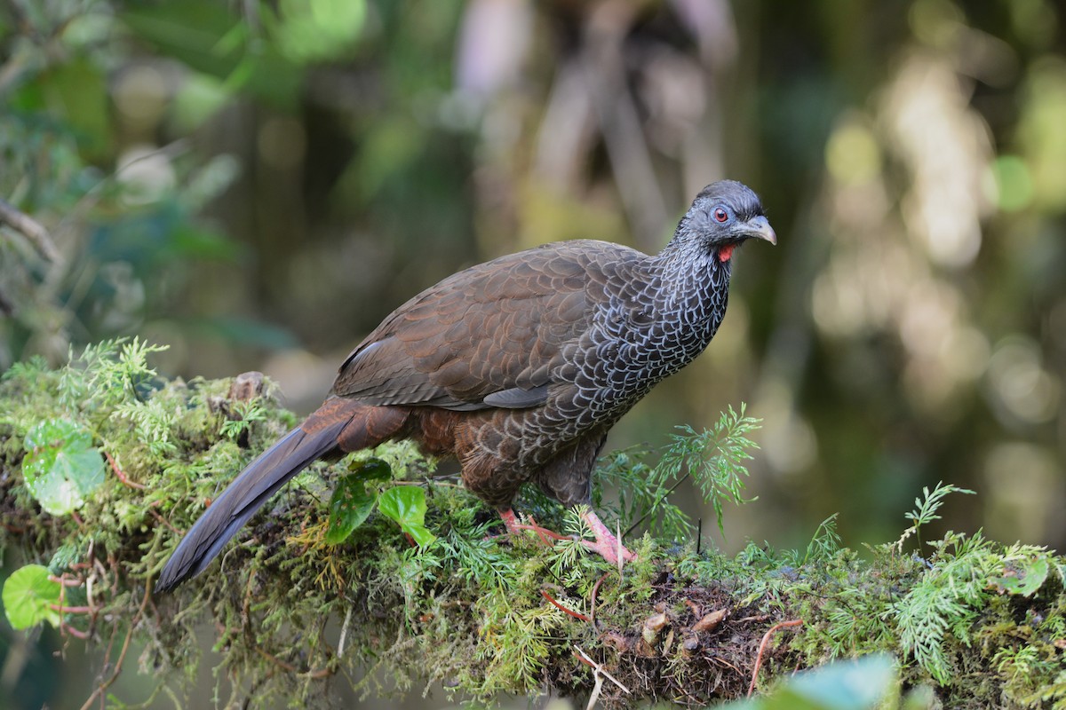 Andean Guan - ML497493481