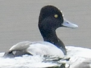 Lesser Scaup - Gary Roberts