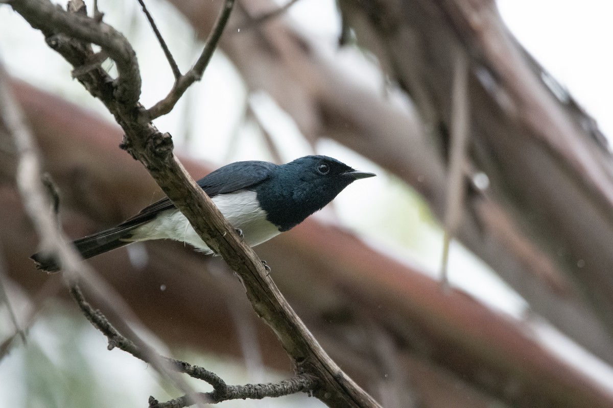 Satin Flycatcher - Ian Melbourne