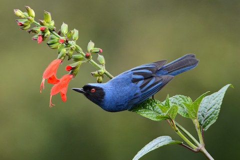 Pinchaflor Enmascarado — imagen 3